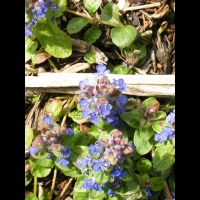 Bugle, Ajuga reptans (fam Labiees) (Europe, Asie centrale) (5)